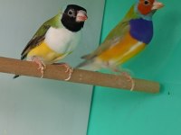 Goldun finch