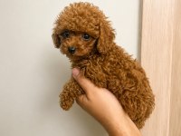 Toy Poodle Yavru Erkek Ve Dişi Yavrular Ücretsiz Teslimat