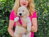 Golden Retriever Yavrularımız Evinizin Neşesi Olacaktır