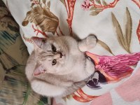 Yetişkin british shorthair silver erkek
