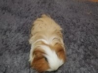 Erkek sheltie ginepig hemen hemen 1 yaşında sayılır