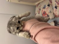 Scottish fold yavru