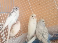yeni yeme düşmüş muhabbet kuşu yavruları