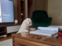 French bulldog tyson yeni yuvasını arıyor