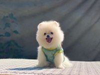 Pomeranian boo safkan ayı surat bebeklerim