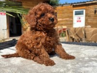 Red Toy Poodle Yavrular