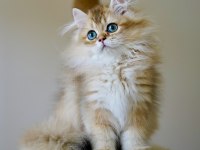 Anne Ve Babası Şecereli British Longhair