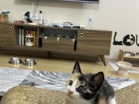 GEBZEDE YAVRU KEDİ