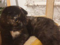 SCOTTİSH SHORTHAİR KEDİSİ