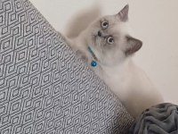 Blue point british shorthair
