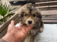 Norfolk Yorkshire Terrier 9 AYLIK TUVALET EĞİTİMİ VAR