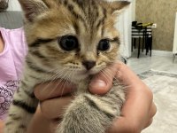 British shorthair bebeğim sahiplendirilecektir