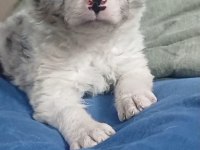 Blue Merle border collie