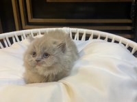 2 aylık lilac top kafa british longhair