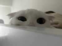 Şımarık Nazlıcan Scottish Fold