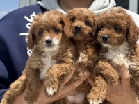 Ankaranın En Güzel Maltipoo Yavruları