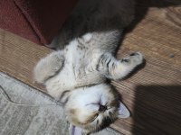 British Shorthair Gold NY25