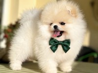 Pomeranian Boo Erkek Teddy Bear
