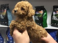 SAF KAN HİPOALERJENİK RED  TOY POODLE YAVRULAR