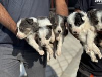 Ankaranın  en seçkin  border collie yavruları