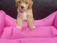 Harika Show Kalite Uygun Fiyata Maltipoo Yavrular