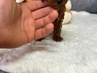 Orjinal kore poodle yavrumuz kilo garantili mikro boy