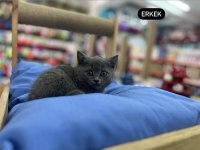 British shorthair Scottish Fold