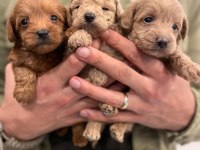 Irk Ve Sağlık Garantili Maltipoo Yavrular