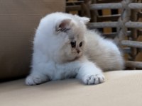 Safkan British Shorthair