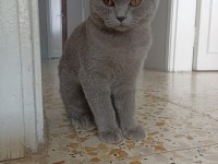 8 aylık british shorthair dişi