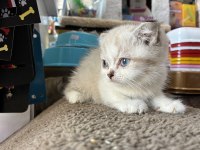 Scottish Fold Kedimiz