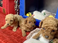 MİNYATÜR POODLE MİNYONLAR