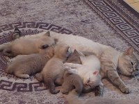 Yavru 1 buçuk aylık rezerve british shorthair yavrular