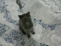 British longhair geceyi sahiplendiriyoruz