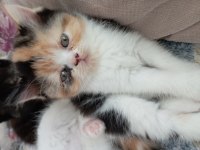 Exotic shorthair yavrularım yeni yuvalarını arıyor