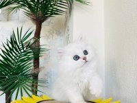 2 AYLIK SCOTTİSH BRİTİSH YAVRULAR