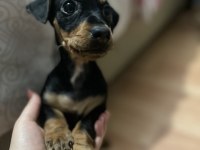 Çocuklarla çok iyi anlaşan pinscher bebek