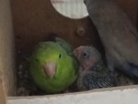 Forpus Aile