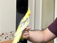 1,5 yaşında erkek sultan papağanı