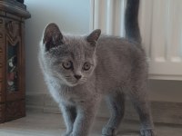 British shorthair yavru