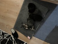 1 dişi 1 erkek frenchbulldog yavruları