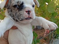 Anne altından eşsiz sağlıklı french bulldog yavrularım