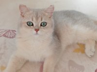 Şecereli golden erkek british shorthair kedime eş arıyorum