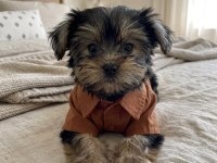 Teacup yorkshire terrier yavrular