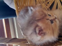 British longhair golden longhair dişi yavru