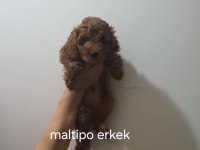 Poodle ve maltipoo yavrularımız yeni yuvasını arıyor