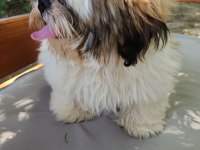 Dişi köpek çok şirin shih tzu