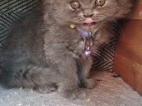 Acil sahiplendirme 50 günlük british longhair