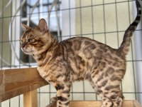 Show Class Brown Bengal Yavrular