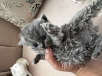 British longhair ve shorthair yavrular